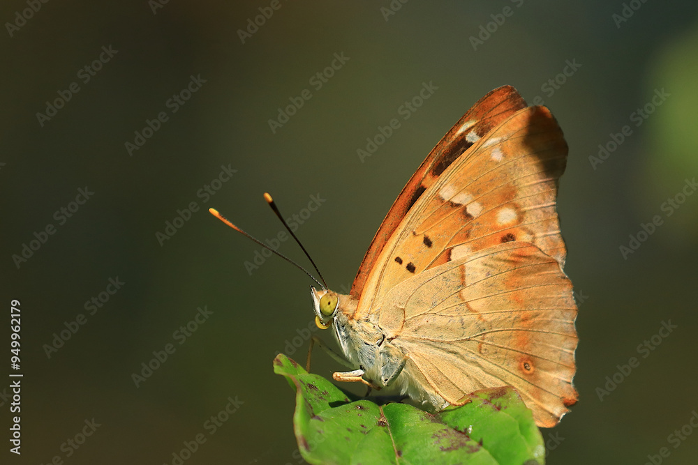 Fototapeta premium Lesser purple emperor, Apatura ilia, beautiful butterfly 