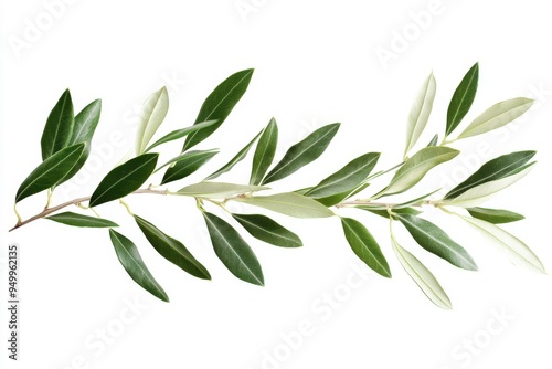 Branch of a olive tree with leaves isolated on white background