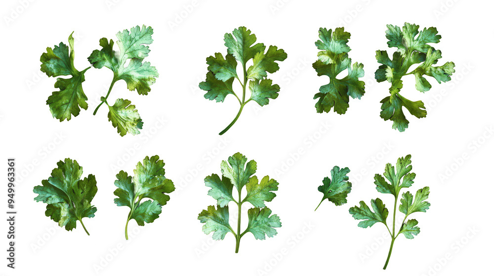 A row of green herbs, including parsley, cilantro, and basil A row of green herbs, including parsley, cilantro, and basil
