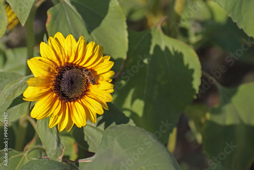 A sunflower with a bee in the sunlight casts its shadow