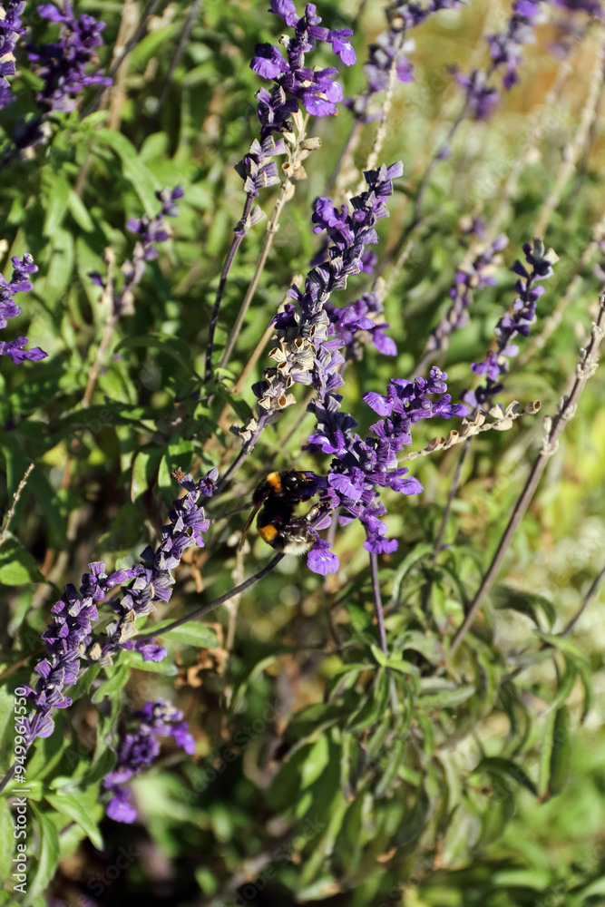 a hungry bumblebee captured on a flowering sage plant outdoors