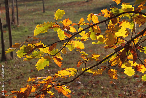 a branch with autumn-colored foliage of a German oak tree in the sunlight