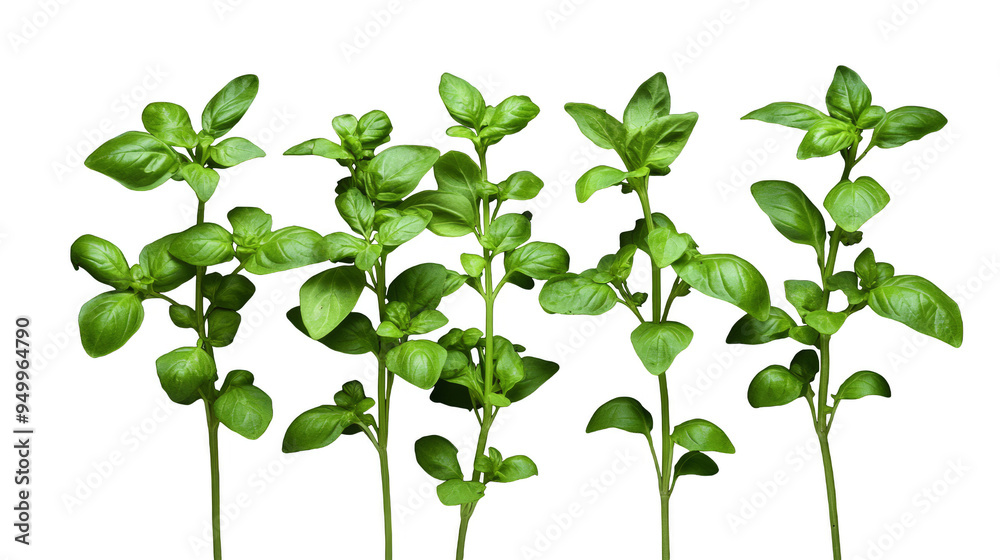 A row of green plants are lined up on a white background A row of green plants are lined up on a white background