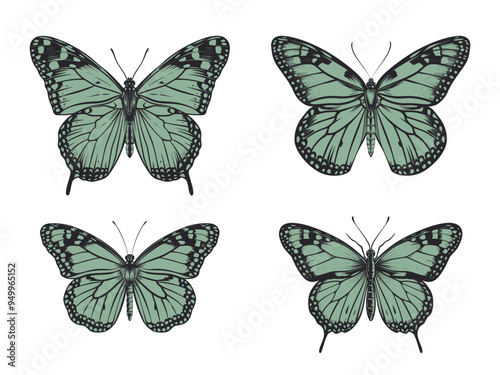 Butterfly clipart design illustration