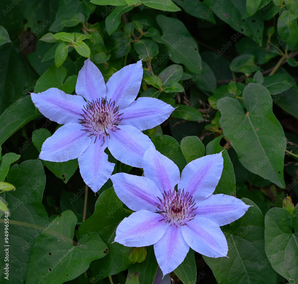 Beautiful close-up of clematis lanuginosa Beautiful close-up of clematis lanuginosa