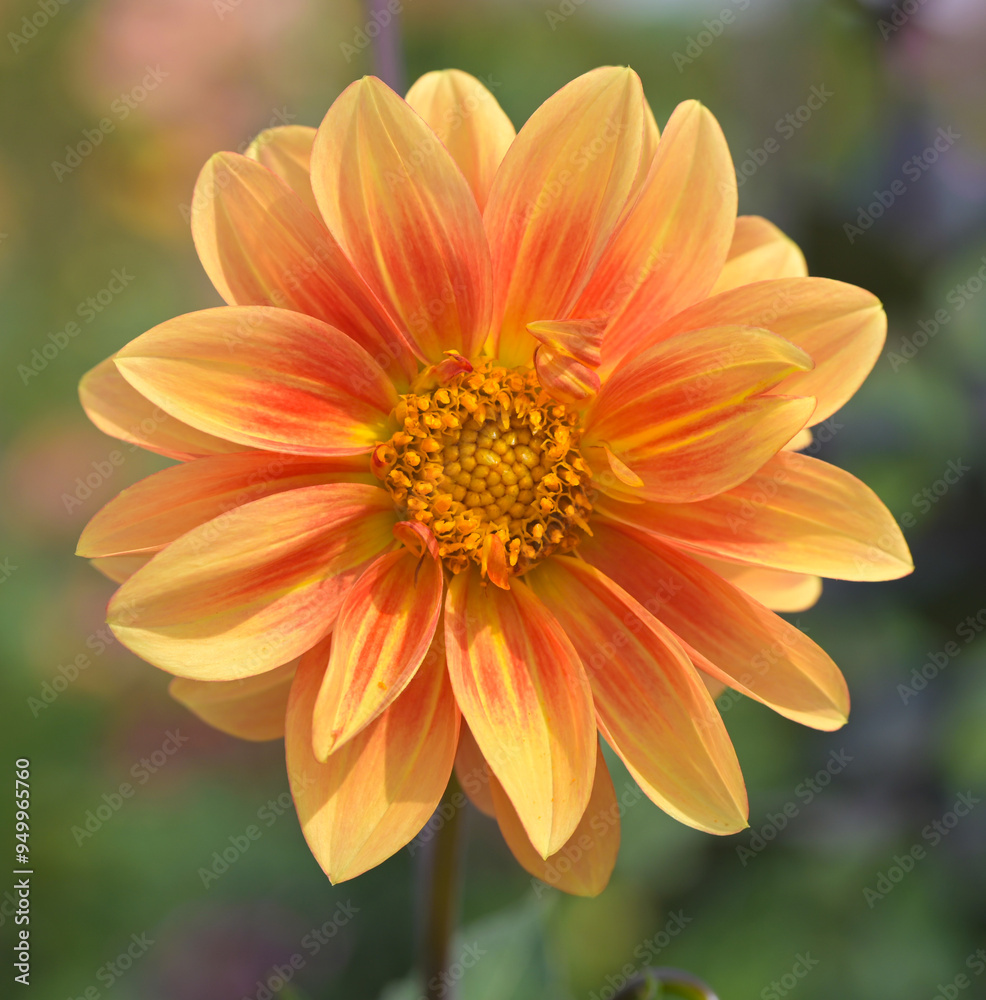 Beautiful close-up of an orange dahlia flower Beautiful close-up of an orange dahlia flower