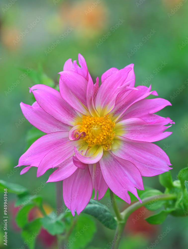 Beautiful close-up of a pink dahlia flower Beautiful close-up of a pink dahlia flower