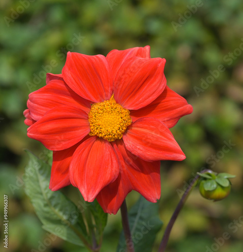 Beautiful close-up of a red dahlia photo