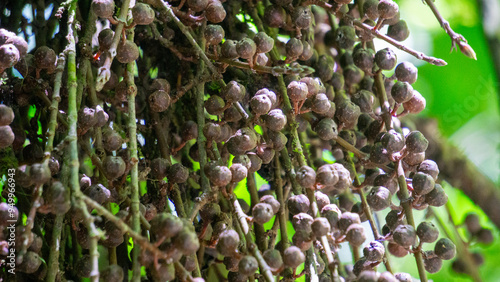 Ficus Pungens fruit. Ficus is a genus of about 850 species of woody trees, shrubs, vines, epiphytes and hemiepiphytes in the family Moraceae. photo