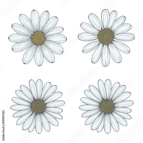 Daisy flower hand drawn design illustration