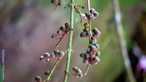 Ficus Pungens fruit. Ficus is a genus of about 850 species of woody trees, shrubs, vines, epiphytes and hemiepiphytes in the family Moraceae. photo