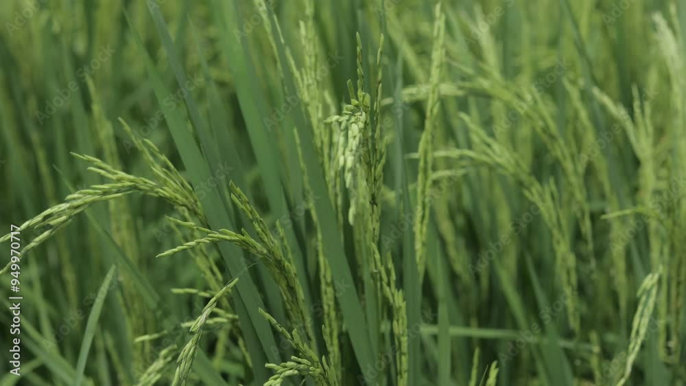 Close-up of green rice ears swaying gently in breeze on Asian farm. Sunlight filters through paddy field, stages of grain growth. Sustainable agriculture, rural farming scene in natural setting. Close-up of green rice ears swaying gently in breeze on Asian farm. Sunlight filters through paddy field, stages of grain growth. Sustainable agriculture, rural farming scene in natural setting.