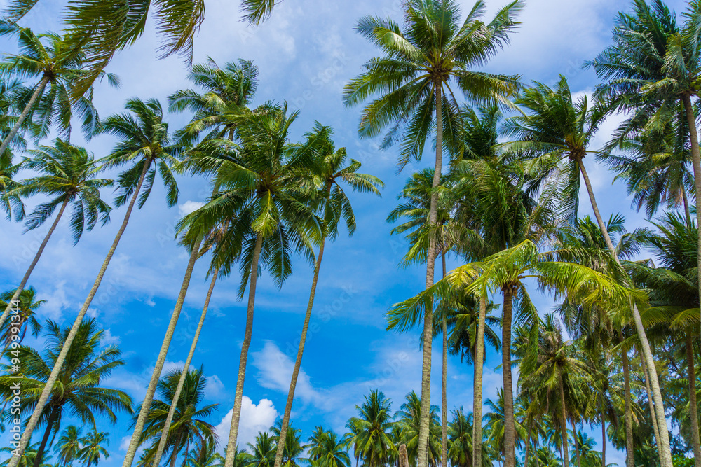Coconut palm tree on sea beach against blue sky with cloud Coconut palm tree on sea beach against blue sky with cloud