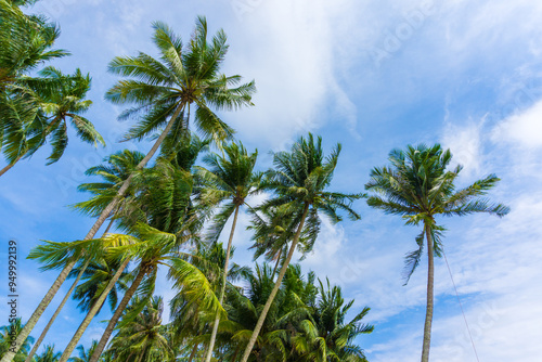 Fototapeta Naklejka Na Ścianę i Meble -  Coconut palm tree on sea beach against blue sky with cloud