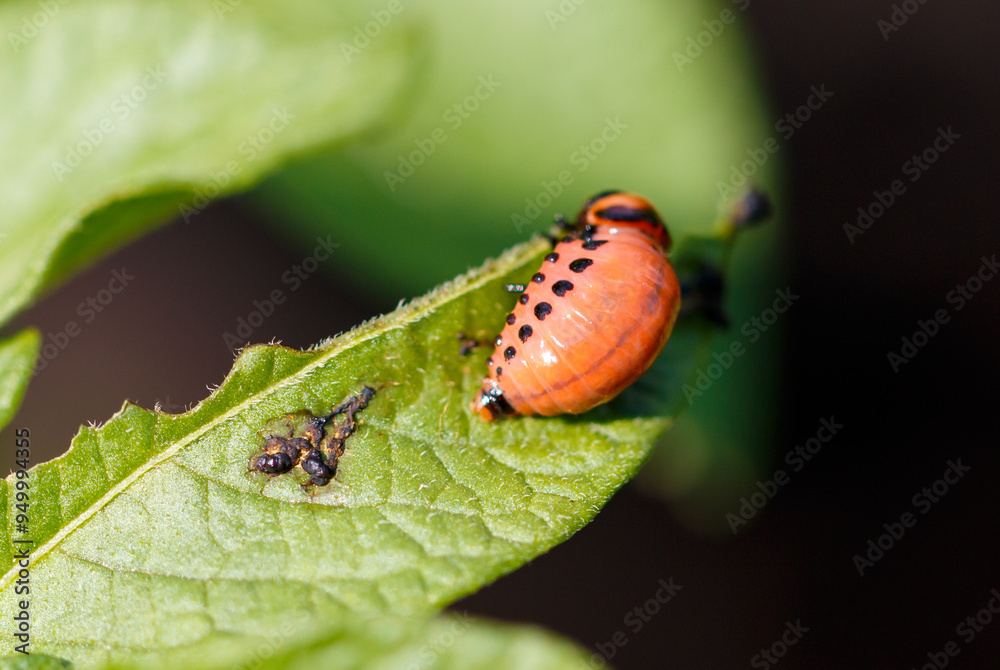 Colorado potato beetle on potato leaves. Macro Colorado potato beetle on potato leaves. Macro