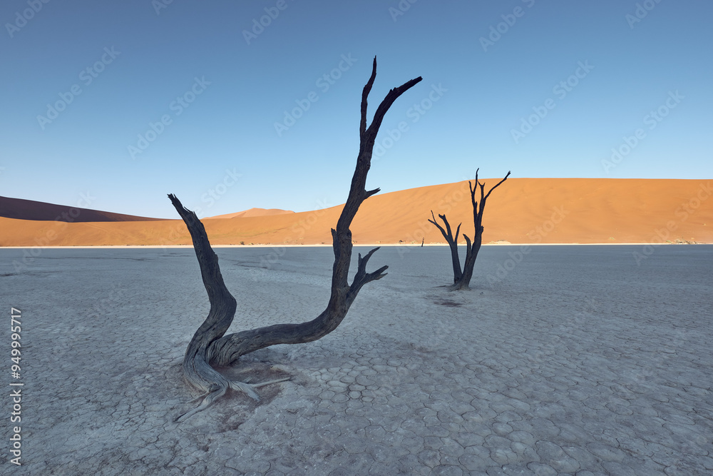 Two petrified trees with dunes behind. Sossusvlei or Deadvlei, Namibia-Naukluft National Park, Namibia.