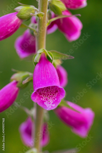 Flower beauty - Foxglove