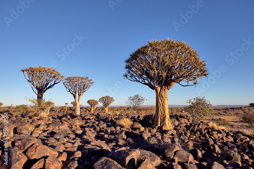 Quiver trees (Aloidendron dichotomum) in the rocky landscape of the Quiver Tree Forest, Keetmanshoop, Karas Region, Namibia.  photo