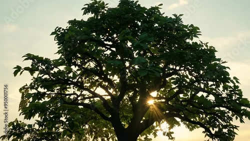 Small plant grows up into a large tree as the sun sets in the background