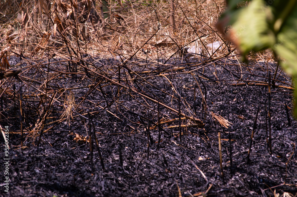 shot on burned land. land with piles of bamboo leaves caught fire. shot on burned land. land with piles of bamboo leaves caught fire.