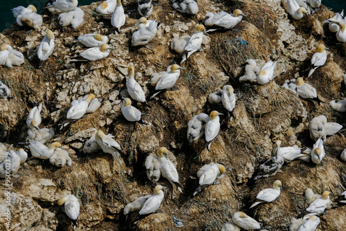 Billede på lærred A nesting colony of Northern gannet pairs (Morus bassanus) seen from above