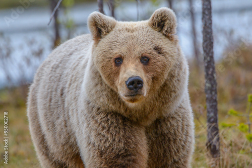 A yearling Eurasian brown bear cub (Ursus arctos, Ursus arctos arctos) prowling amongst trees in Northern Finland. Face-on view. photo