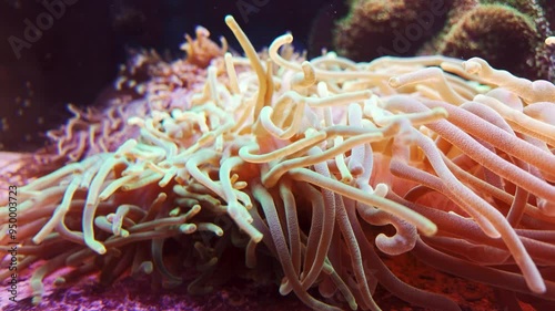 Fluorescent bubble-tip anemone (Entacmaea quadricolor) fluorescent is waving in the water at coral reef. photo