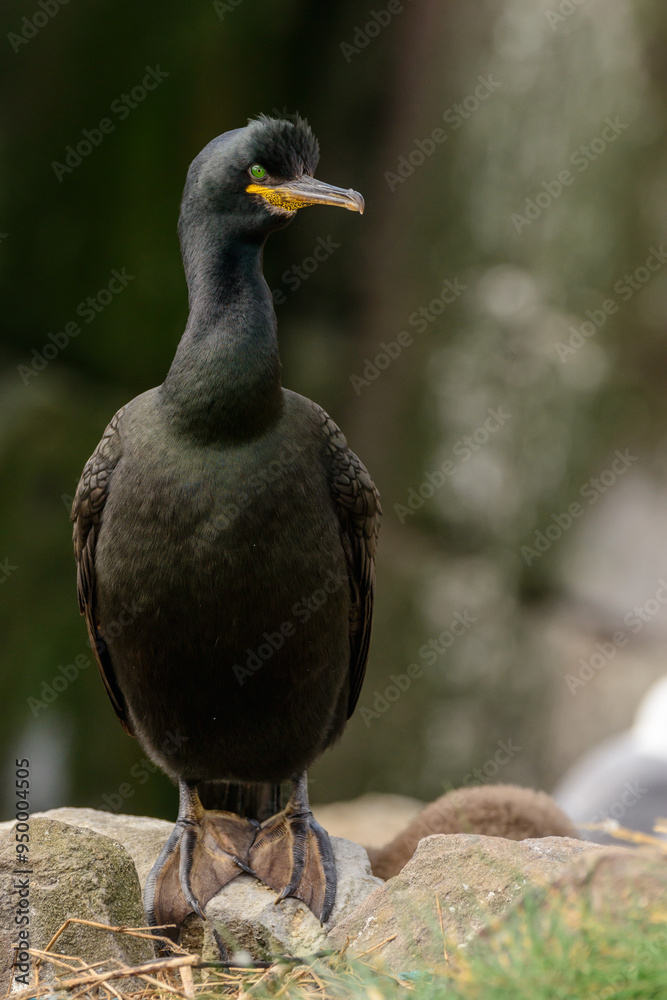Obraz premium A lone European shag (Phalacrocorax aristotelis) perched above its rocky nest.