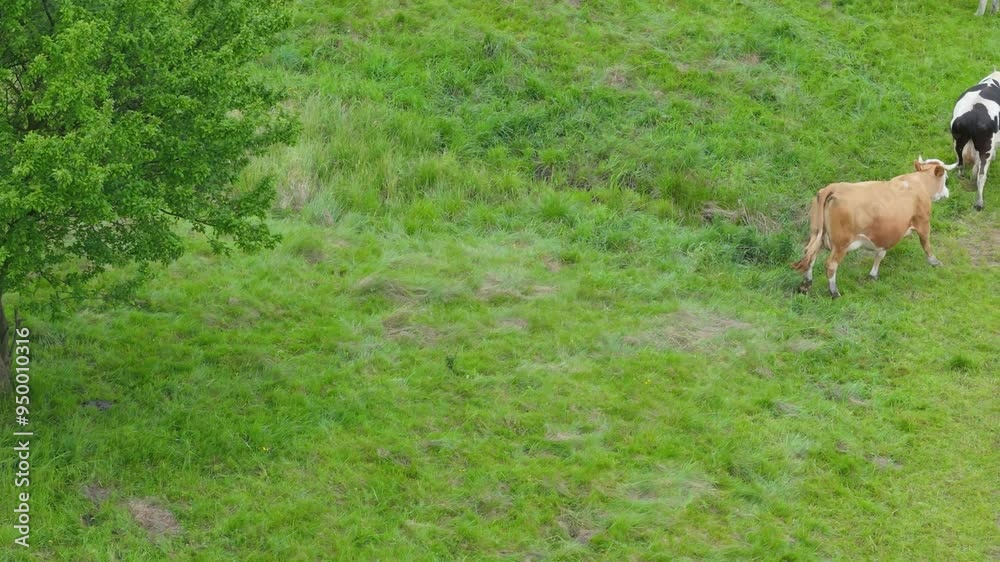 Aerial view of cows grazing on a large green pasture. Filmed with a drone. Sustainable beef farming. Various cows, bulls, and calves on a fenced field, lounging under a tree. Aerial view of cows grazing on a large green pasture. Filmed with a drone. Sustainable beef farming. Various cows, bulls, and calves on a fenced field, lounging under a tree.