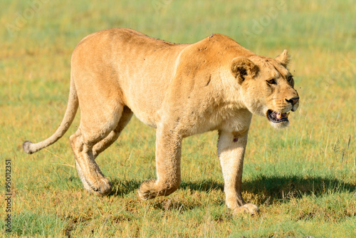 Adult lioness female lion (Panthera leo) prowling on Tanzanian savannah.