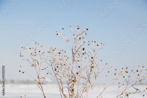 Winter landscape in Riem park Munich, Bavaria, Germany:Plants at the bank of the frozen lake covered with hoarfrost, blue sky in January in the background-nature texture, ecology concept, closeup photo