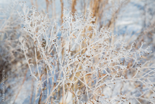 Winter landscape in Riem park, Munich, Bavaria, Germany: Hoarfrost covers grass and reed at the bank of the frozen lake - nature texture, ecology concept, closeup, background photo