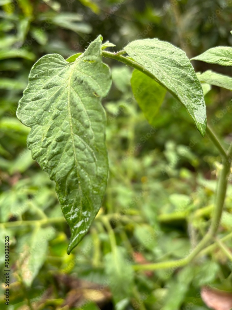 Obraz premium photo of a tomato plant featuring its vibrant green leaves and delicate yellow flowers, without any tomatoes. The image highlights the plant's early growth stage, perfect for gardening and botanical 