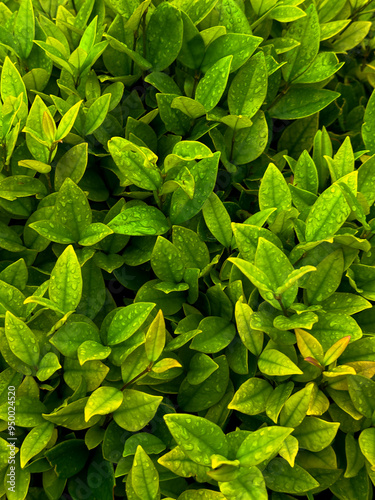 green leaves background