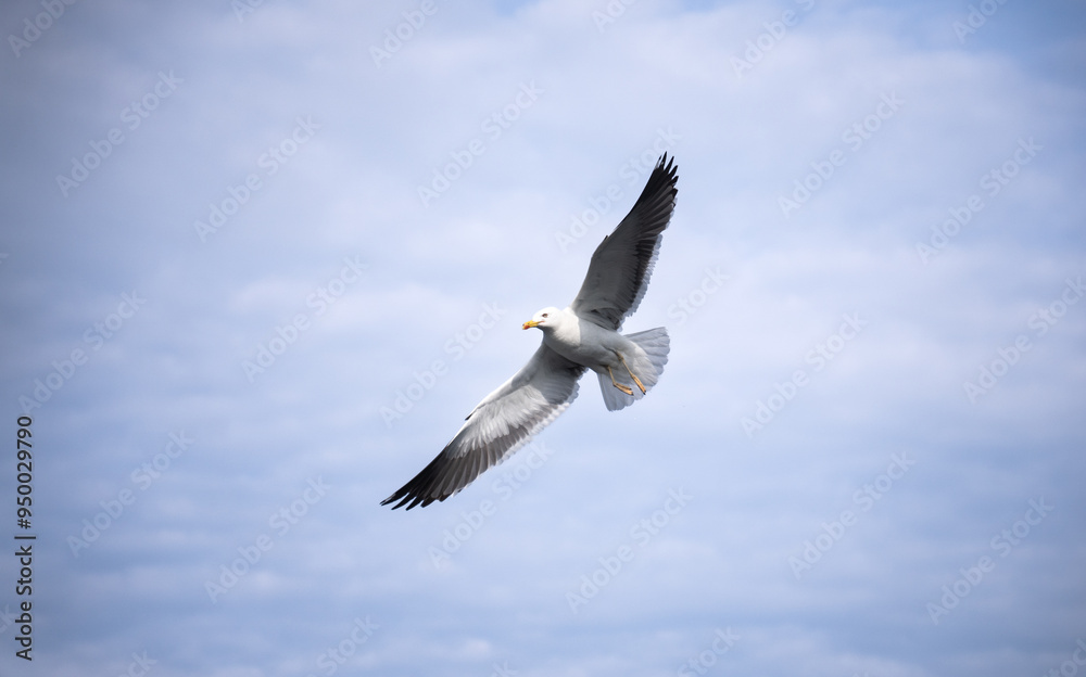 Seagull flying in front of blue sky spreading the wings Seagull flying in front of blue sky spreading the wings