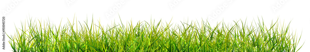 Obraz premium Green grass, natural outdoors, high grass surface green, split on a white background