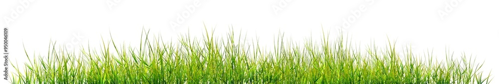 green grass background Green grass, natural outdoors, high grass surface green, split on a white background green grass background Green grass, natural outdoors, high grass surface green, split on a white background