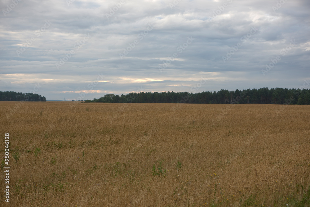 Bryansk region landscape on a cloudy summer day Bryansk region landscape on a cloudy summer day