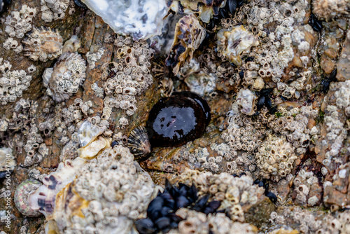 Tomato anemone in Brittany, cotes d'armor on a rock at low tide, red anemone, sea tomato or beadlet anemone, actinia equina photo