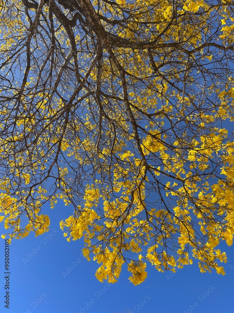 Fototapeta premium Ipê amarelo