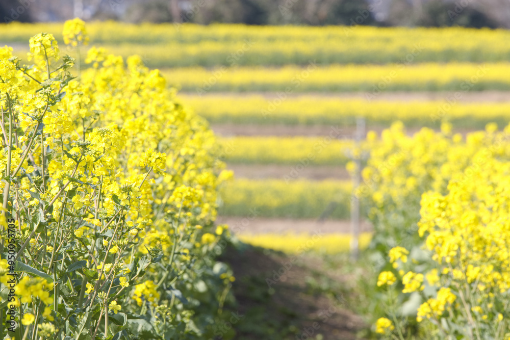 Obraz premium 満開の菜の花畑