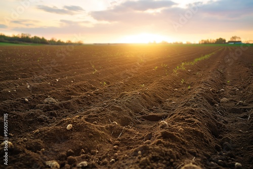 Plowed field landscape at sunset. Fertile soil texture ready for sowing. Rural agricultural scene with straight rows of dirtied earth, striped pattern of freshly turned land.