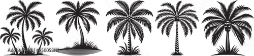 palm tree silhouette.
