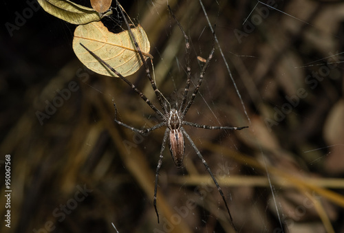 A large Funnel-web Nursery web spider (Euprosthenops sp), western Zambia photo