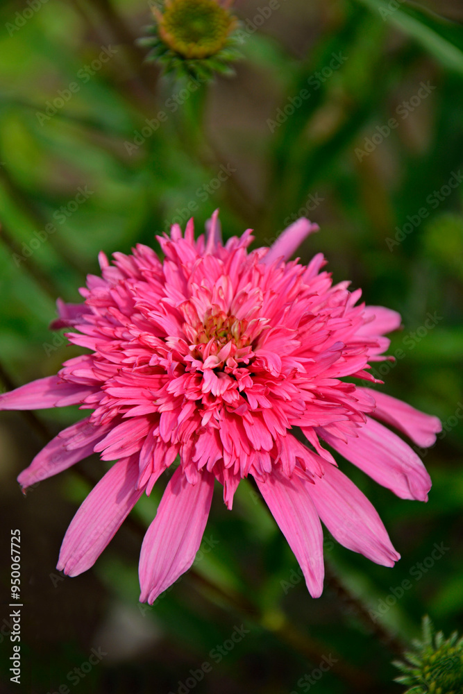 różowe, pełne kwiaty jeżówki purpurowej, Echinacea purpurea, pink flower of purple coneflower, Echinacea purpurea variety, double flowered Coneflower Echinacea, Summer Candy or Pink Double Delight