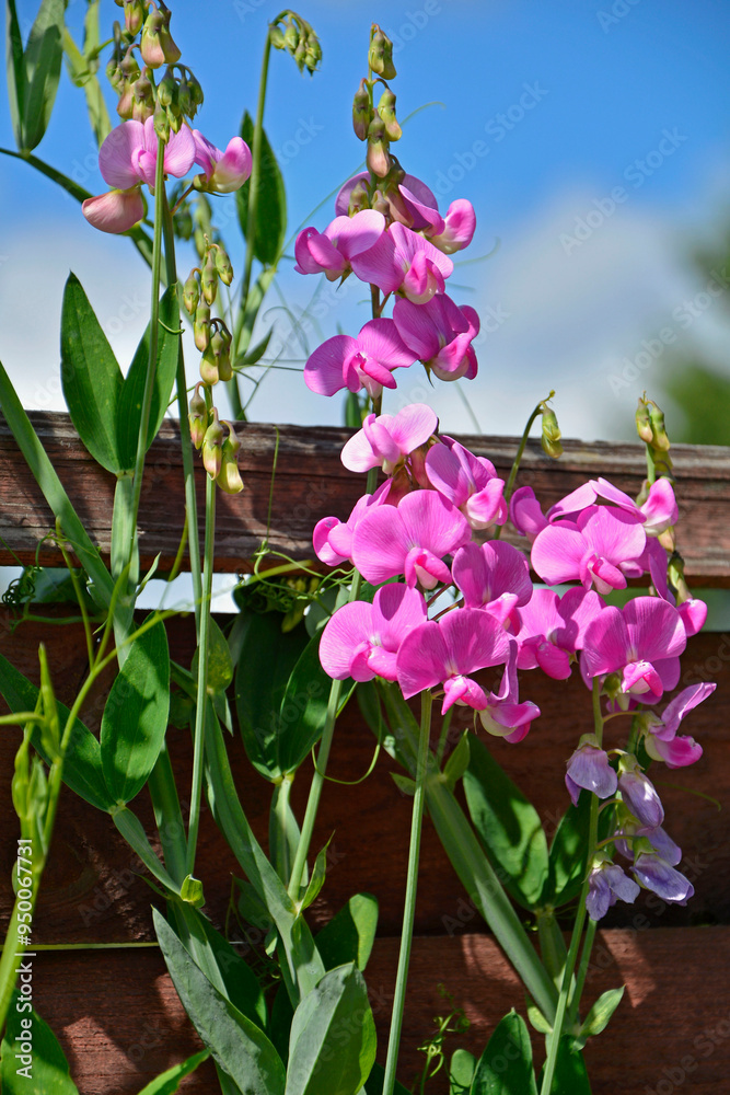 Groszek szerokolistny, rózowe kwiaty groszku na płocie, Lathyrus latifolius, perennial peavine, perennial pea, broad-leaved everlasting-pea, everlasting pea, pink flowering broad-leaved sweet pea