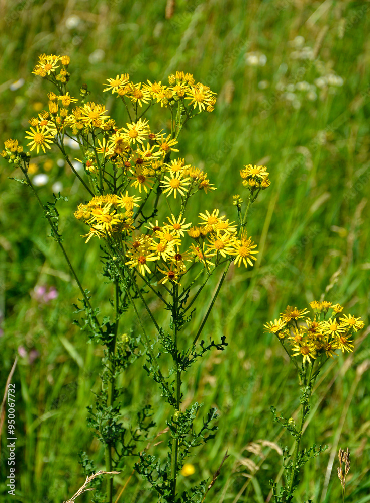 Starzec jakubek, Jacobaea vulgaris, Senecio jacobaea, ragwort, common ragwort, stinking willie, tansy ragwort, benweed, St. James-wort, roślina trująca dla zwierząt, plant that is poisonous to mammals
