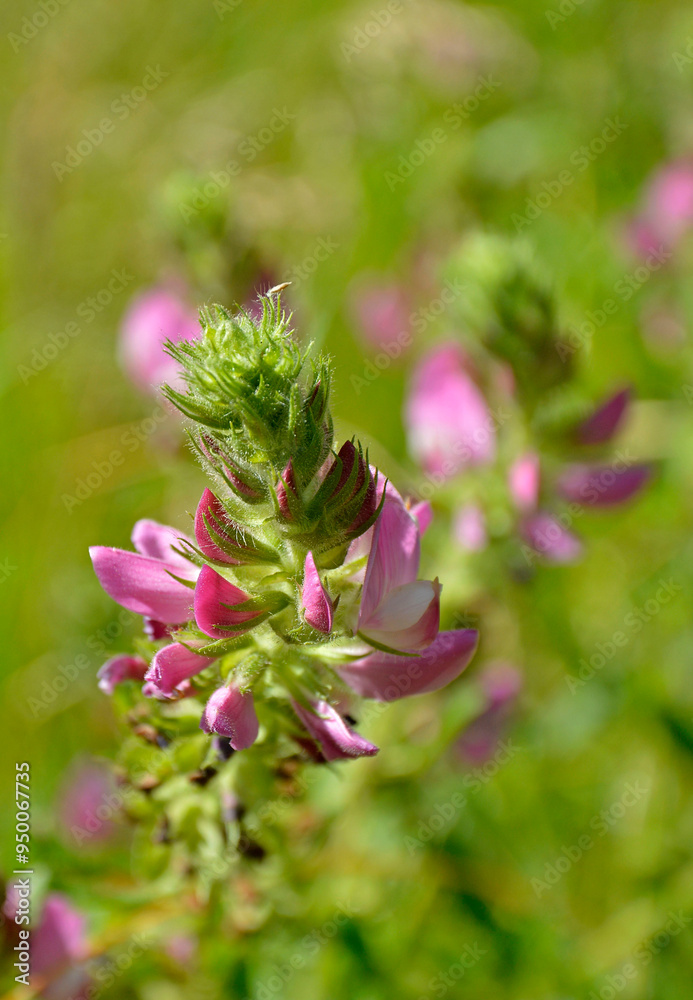 Wilżyna bezbronna, Ononis arvensis, rózowe kwiaty na rozmytym tle, field restharrow, Pink summer flower Ononis arvensis