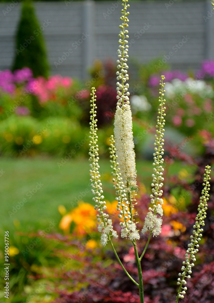 Pluskwica groniasta, sercolistna, świecznica groniasta, Cimicifuga racemosa, kwitnąca pluskwica, Actaea racemosa, black cohosh, black bugbane, black snakeroot, rattle-top, fairy candle