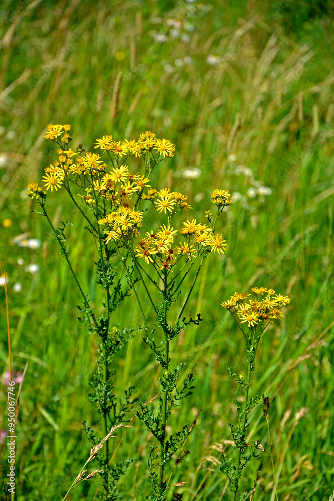 Starzec jakubek, Jacobaea vulgaris, Senecio jacobaea, ragwort, common ragwort, stinking willie, tansy ragwort, benweed, St. James-wort, roślina trująca dla zwierząt, plant that is poisonous to mammals